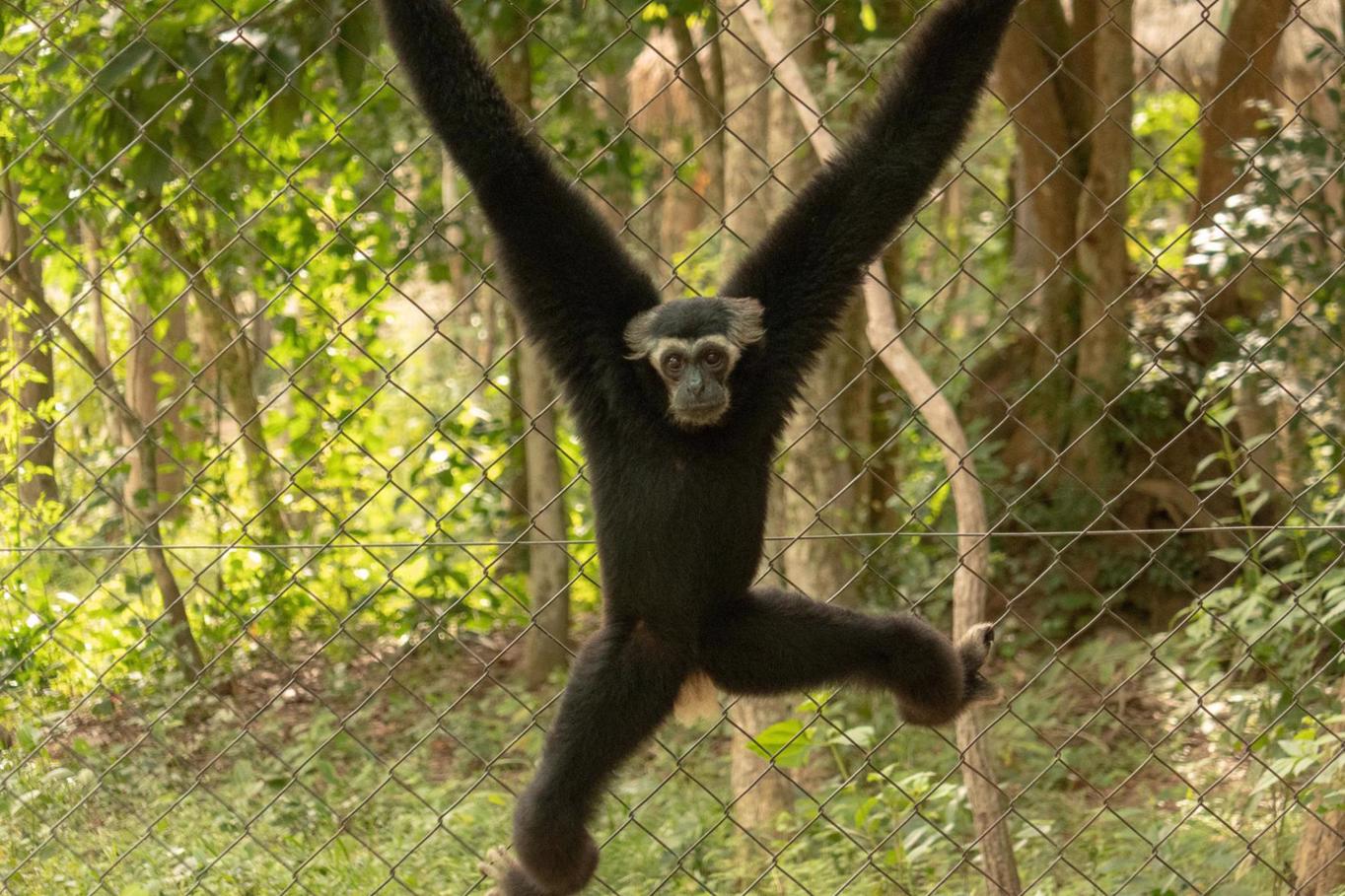 Phnom Penh Zoo Tamao Wildlife Rescue center