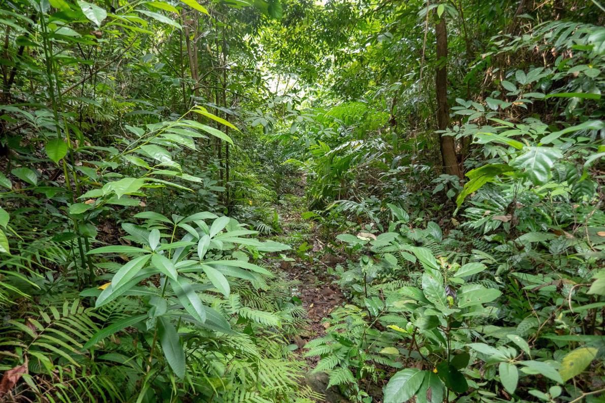 Kep National Park Cambodia Hiking Trails