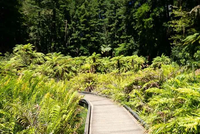 Rotorua walks - free walks in Rotorua Whakarewarewa and Redwoods forest