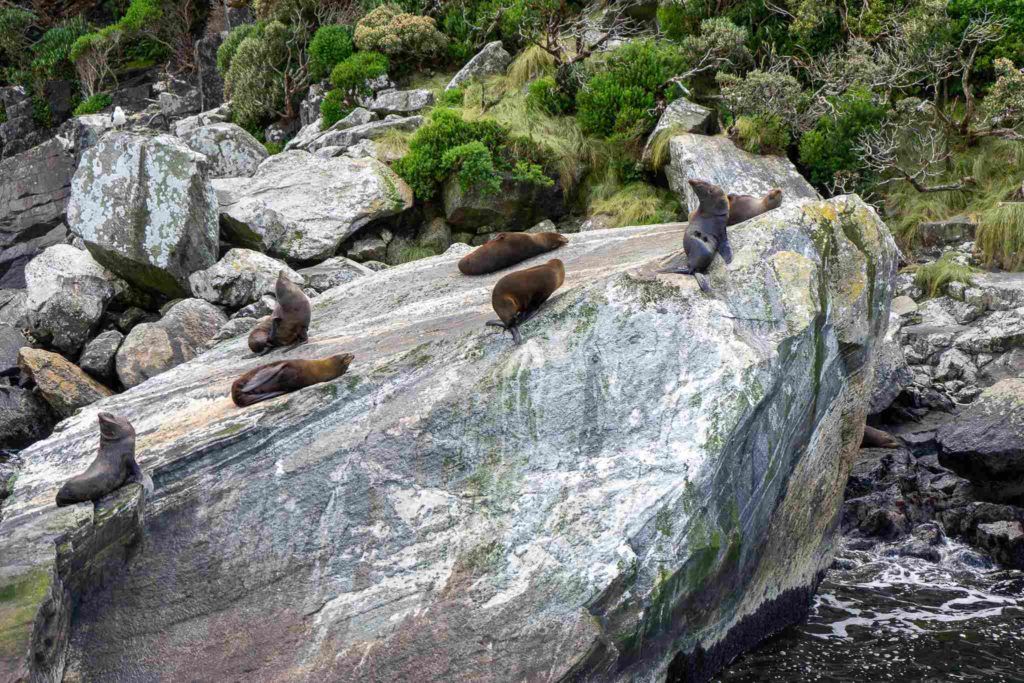 Seal rock Milford Sound Travel Guide