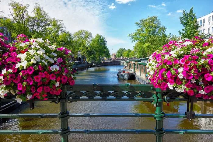 A bridge over a canal in the Netherlands with pink flowers