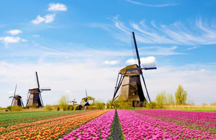 April is the best time to visit the Netherlands to see Tulips, pink and orange tulips amongst the windmills