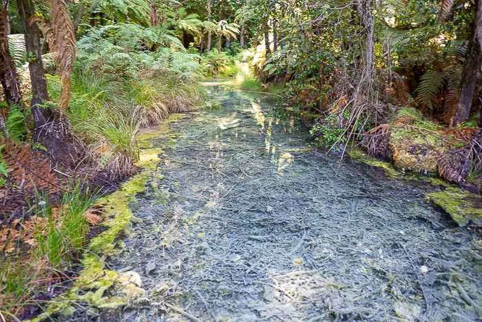 Crystal clear river at Redwoods Forest, Rotorua