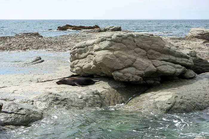 Seals on rocks at Kaikoura South Island self drive itinerary
