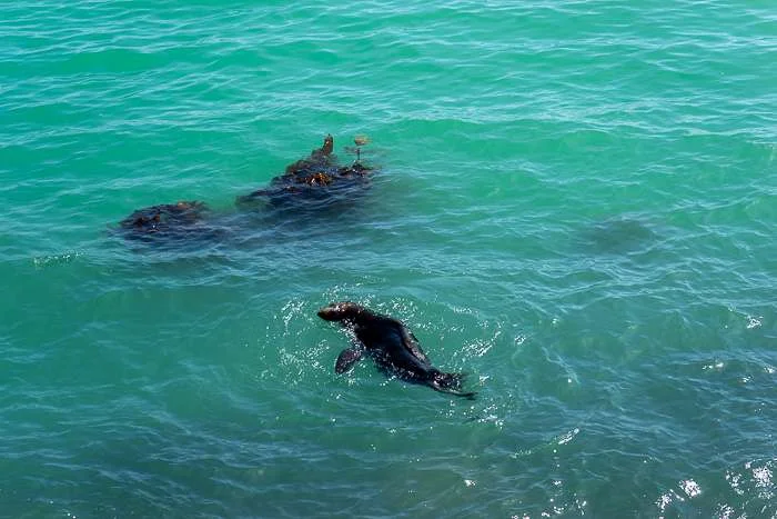 Seals at Omaru outside Dunedin