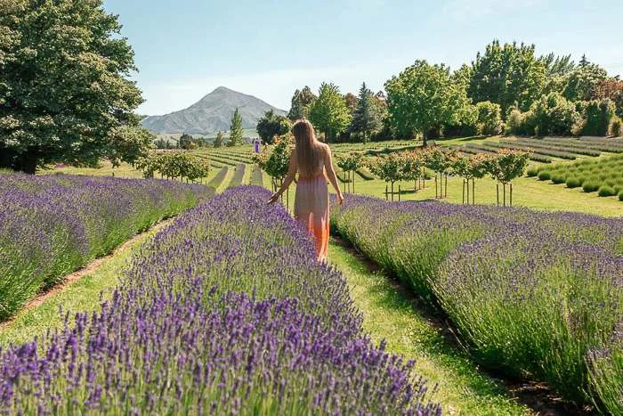 Woman exploring Lavender Fields in Wanaka, one of the best small towns in New Zealand