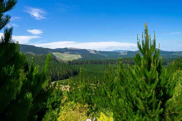 Redwoods and Whakawarewera forest views - Rotorua Walks